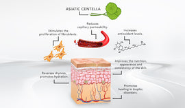ANTIOXIDANT ANANTIOXIDANT AND ANTI-INFLAMMATORY PROPERTIES OF CENTELLA ASIATICA. D ANTI-INFLAMMATORY PROPERTIES OF CENTELLA ASIATICA.
